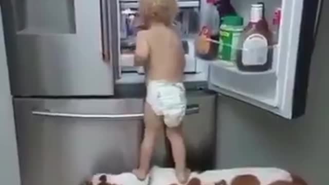 Impressionante Cachorro ajudando o Bebe abrir a Geladeira