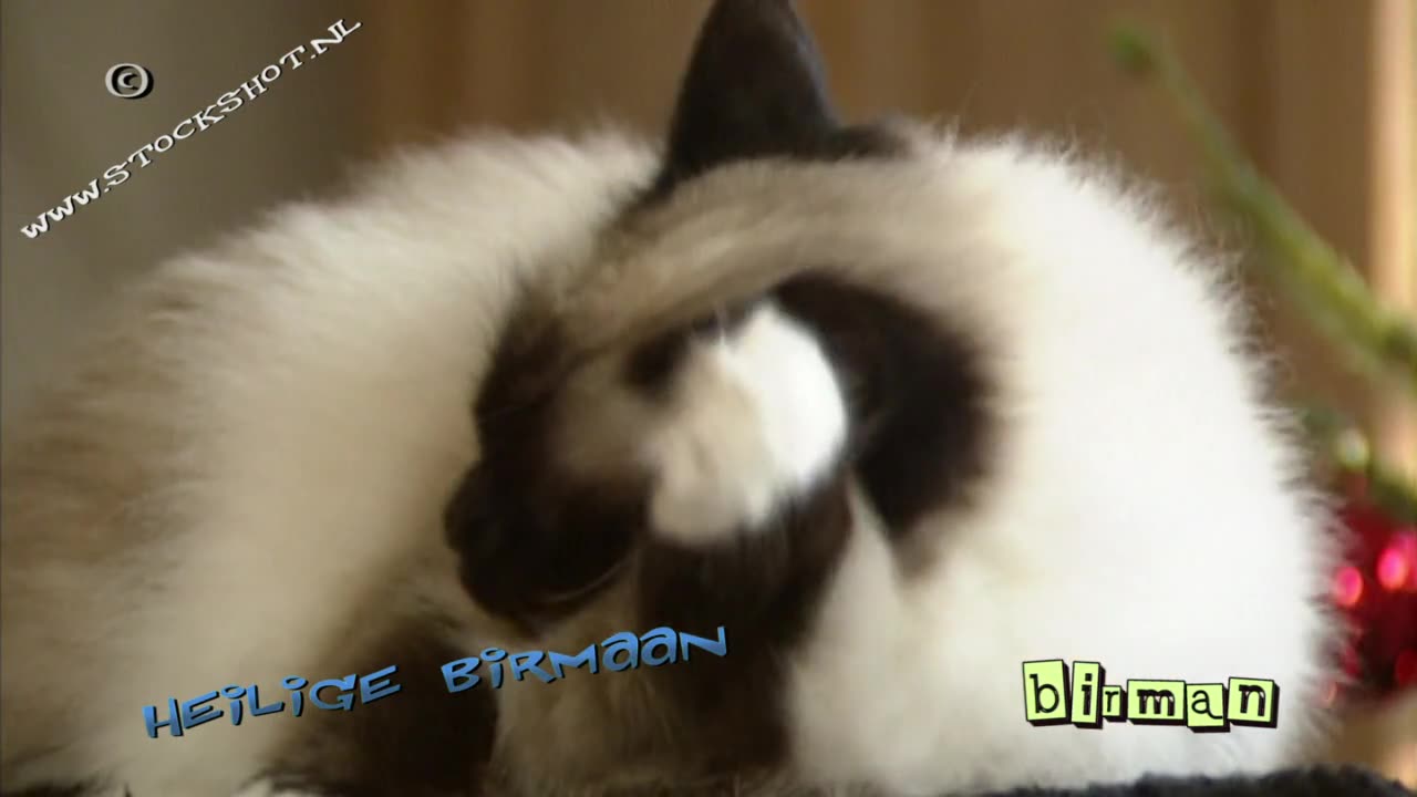 Birman cat