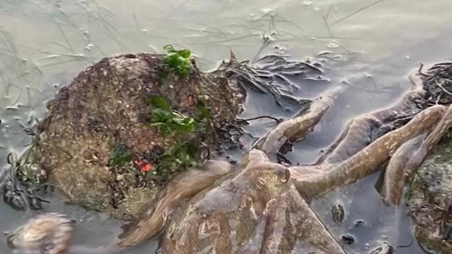 Huge octopus spotted along Changi shoreline