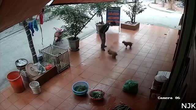 Dogs Chasing & Attack . Funny & scary moments.