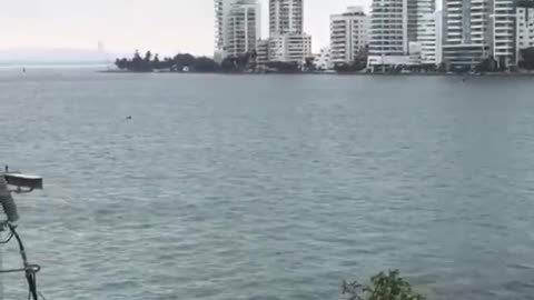 Delfines en la bahía de Cartagena