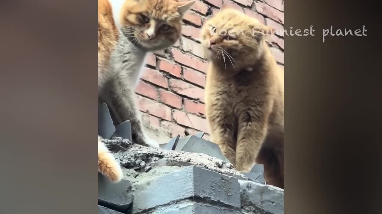 Funny Dogs And Cats😂