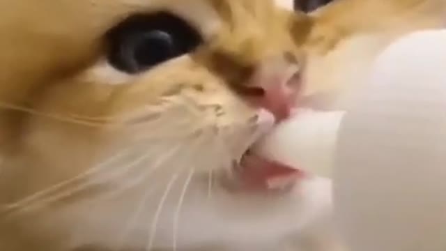 Cute Kitten Nibbles on Milk Bottle