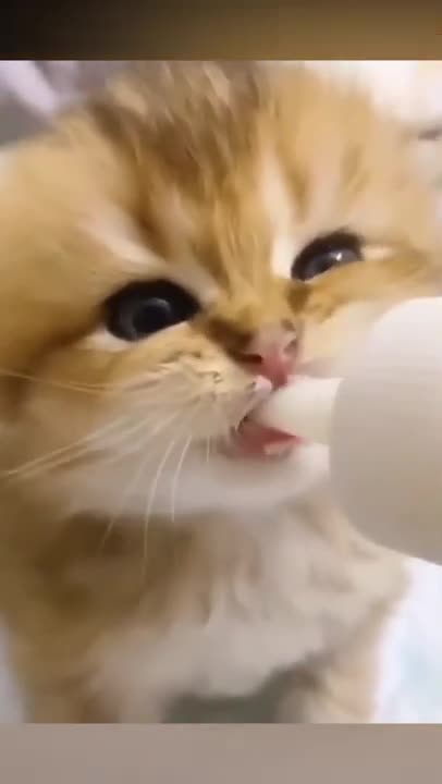Cute Kitten Nibbles on Milk Bottle