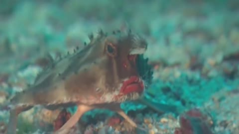 The strangest animals in the world!