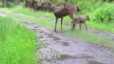 Aiding a fawn out of a tight situation