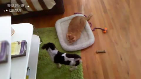 Funniest Cats Stealing Dogs Bed - Funny and Cute Kitten Cat | CATSLIFE#3