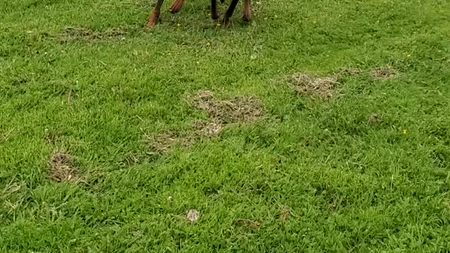 A day with mom in an open field