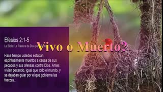 ¿ Vivo o Muerto? _ Devocional