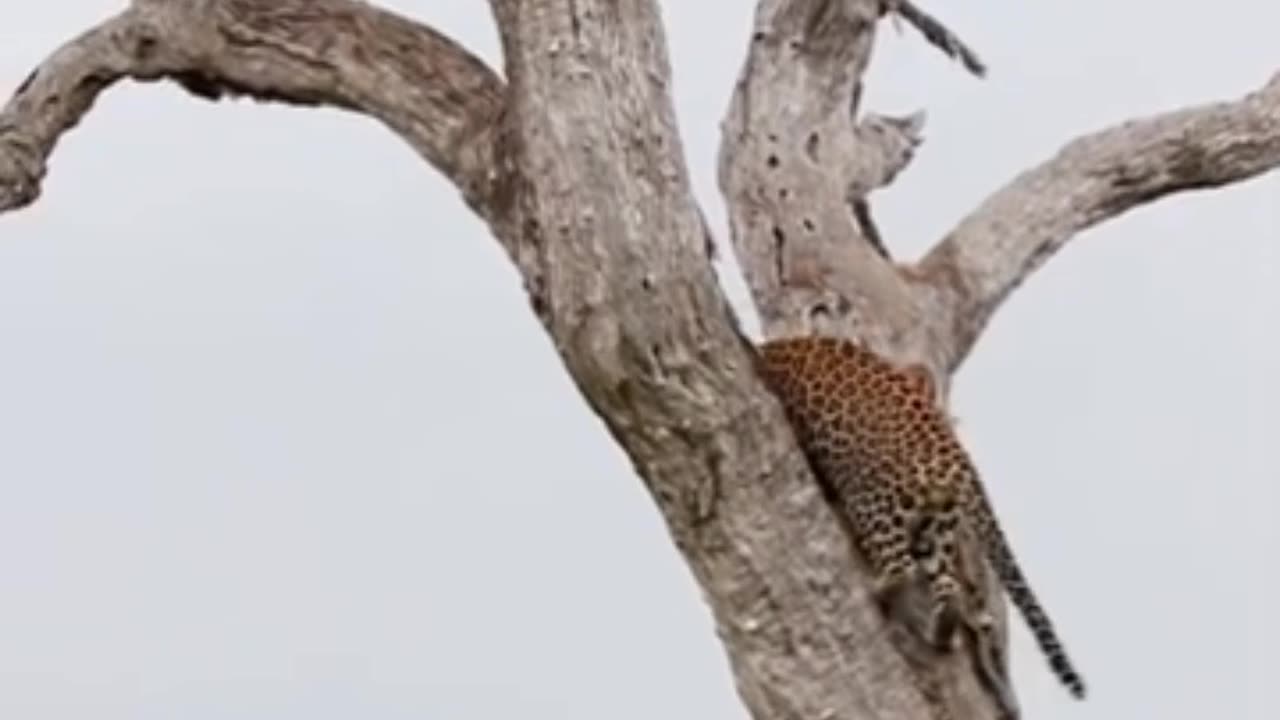 Young Leopard Hoists Impala Carcass In Tree