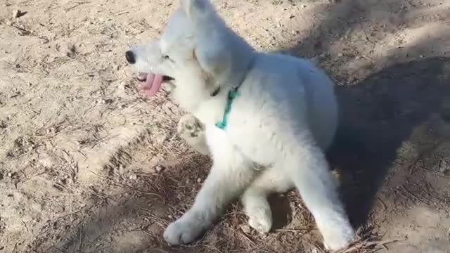 White dog scratches himself with his tongue out