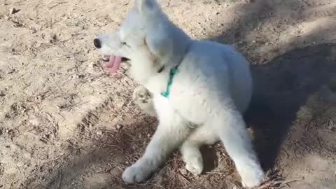 White dog scratches himself with his tongue out