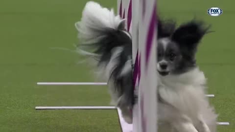 Best of 2023 Masters Agility Championships from Westminster Kennel Club | FOX Sports