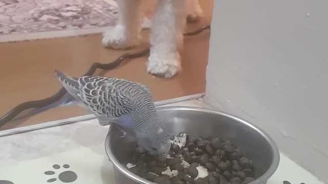 Parrot decides to try out dog's food