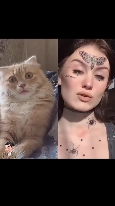 FunnyAnimals - 👍 best funny cats 😹