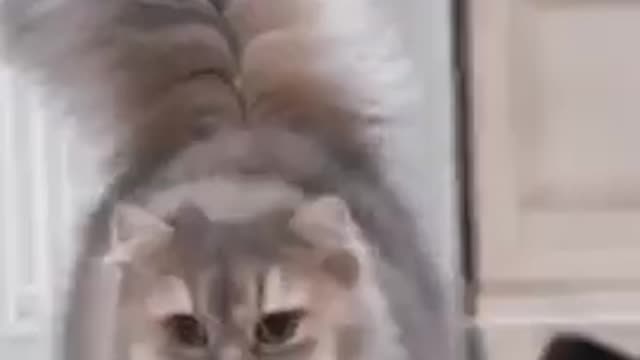 Funniest Animals 🐧 - Best Of The 2022 Funny Animal Videos 😁 - Cutest Animals Ever