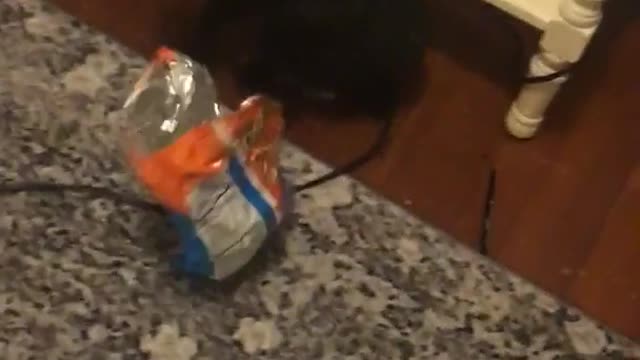 Black cat gets stuck cheeto bag