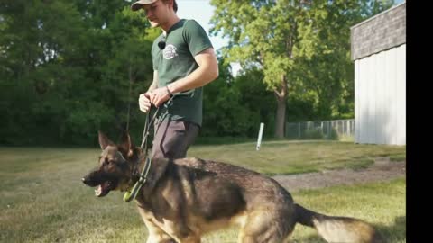 DingDon! AGGRESSIVE GERMAN SHEPHERD GOES CRAZY ON LEASH!