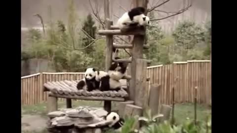 Really Funny Video About Pandas ! Panda Is Like A Toy 😂