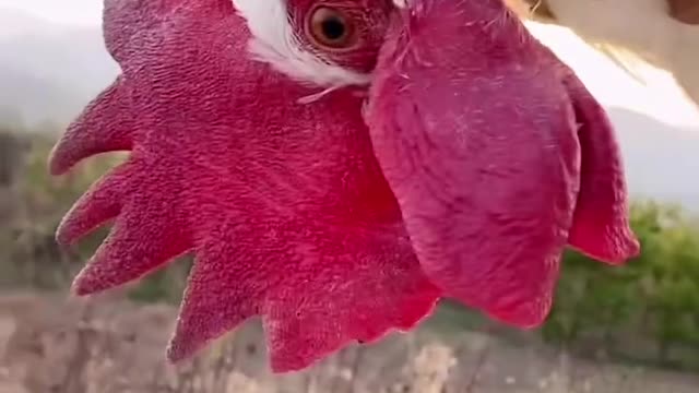 funny chicken 🐔