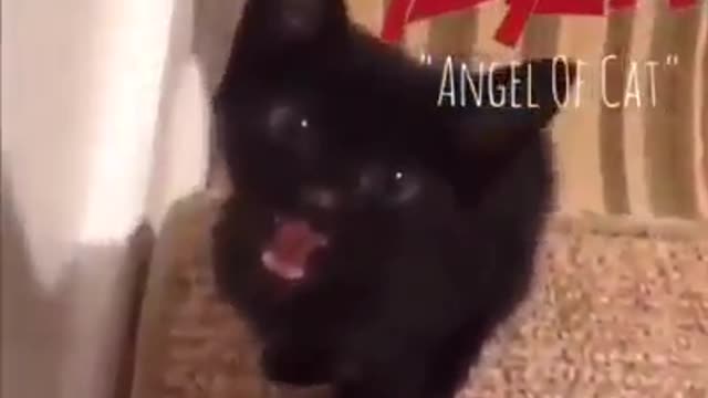 Cat singing heavy metal