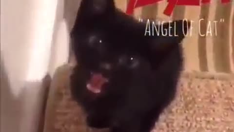 Cat singing heavy metal