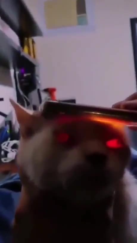 DEVIL CAT (FUNNY VIDEO)