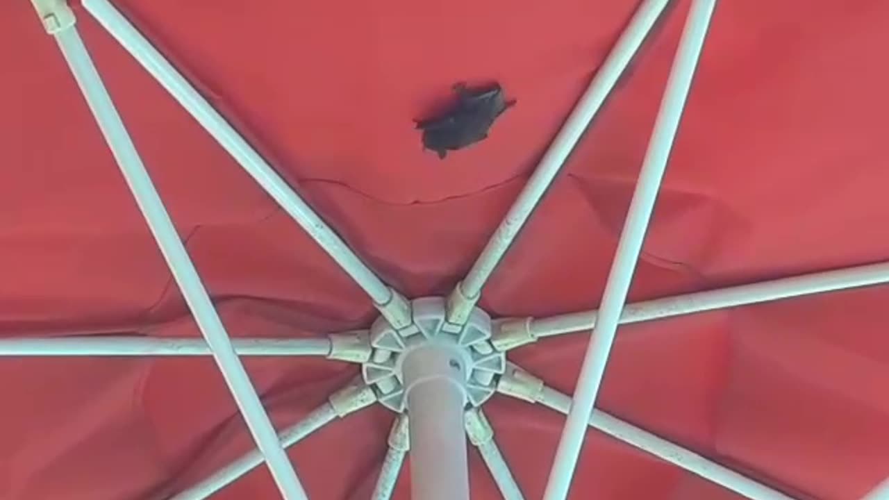 Bat In An Umbrella