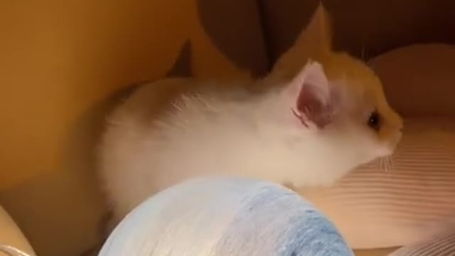 Cute Cats and Funny Animals Compilation 😹 Try Not To Laugh Challenge 💚 Cute Cat Land VOL15