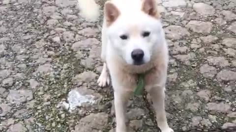 Jindo dog playing with its owner.