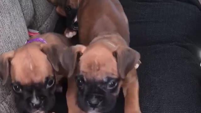 Phoenix Ridge Boxers Puppies in the car!