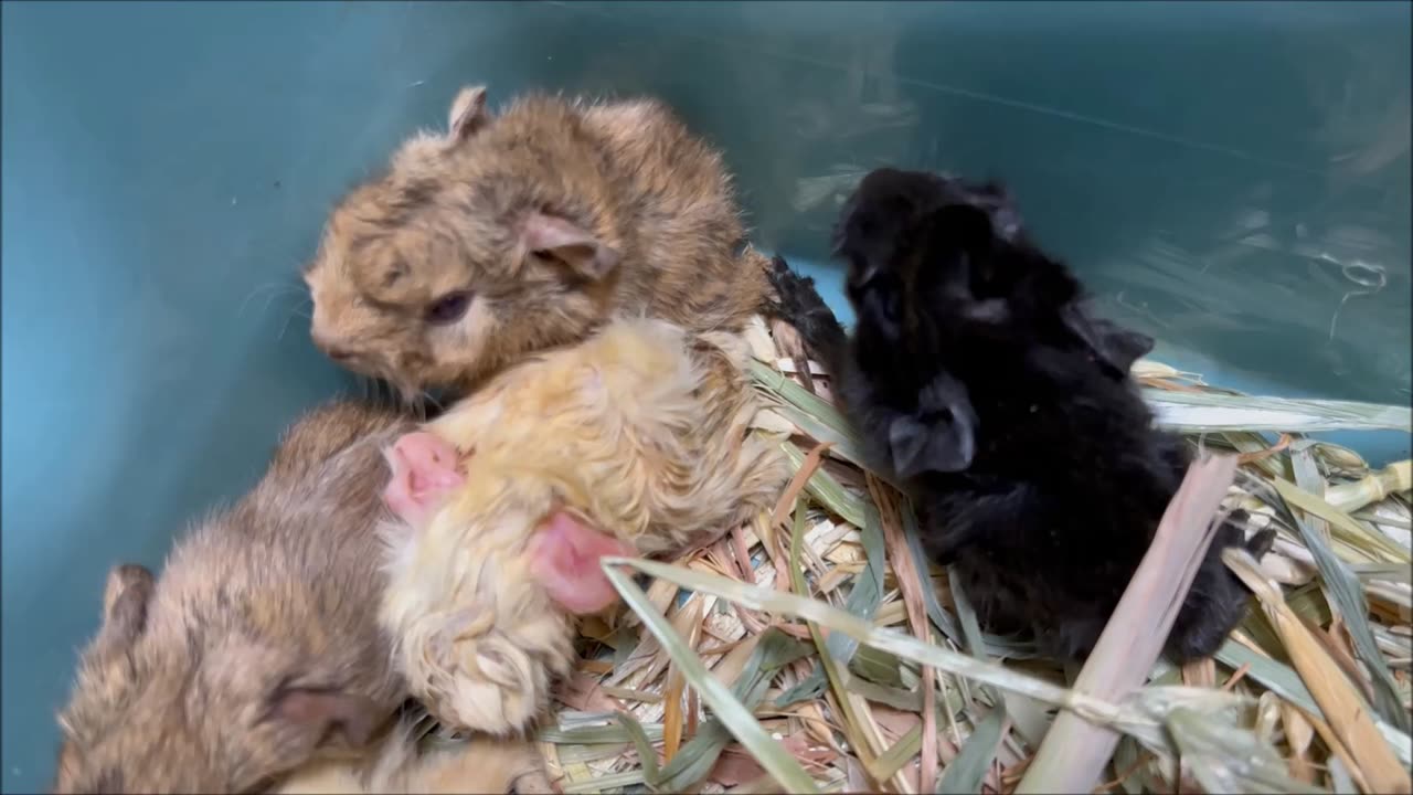 Baby Guinea Pigs