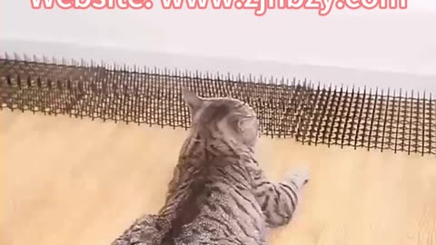 Wholesale customization of cat spines