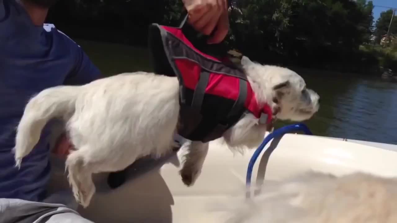 Dog believes he can swim