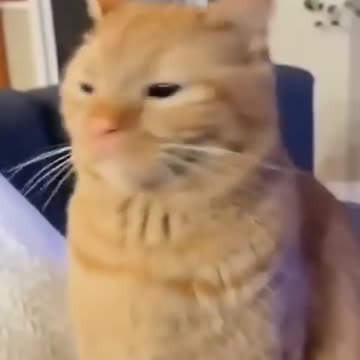 Funny cats 😂 episode 210 #shorts