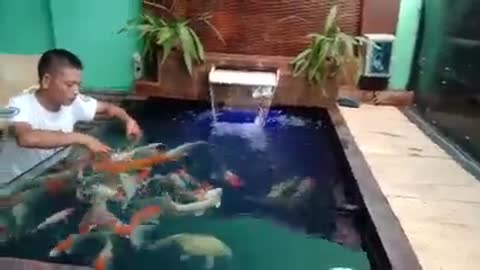 Koi fish pond collection