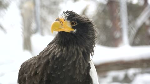 Eagle in the snow closeup