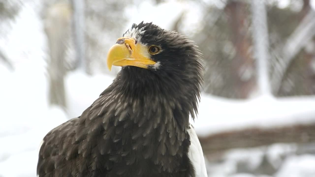 Eagle in the snow closeup