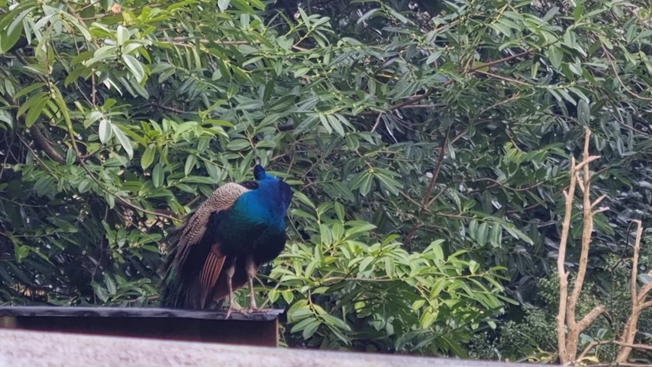 Peafowl In Great Britain