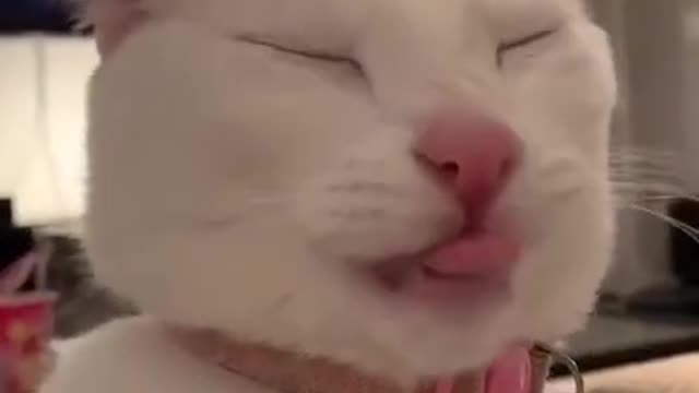8.cat#youtubeshorts