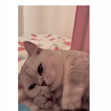 "Pawsitively Empowering: The Whisker-Worthy Revolution of the Proud Cat Movement!"