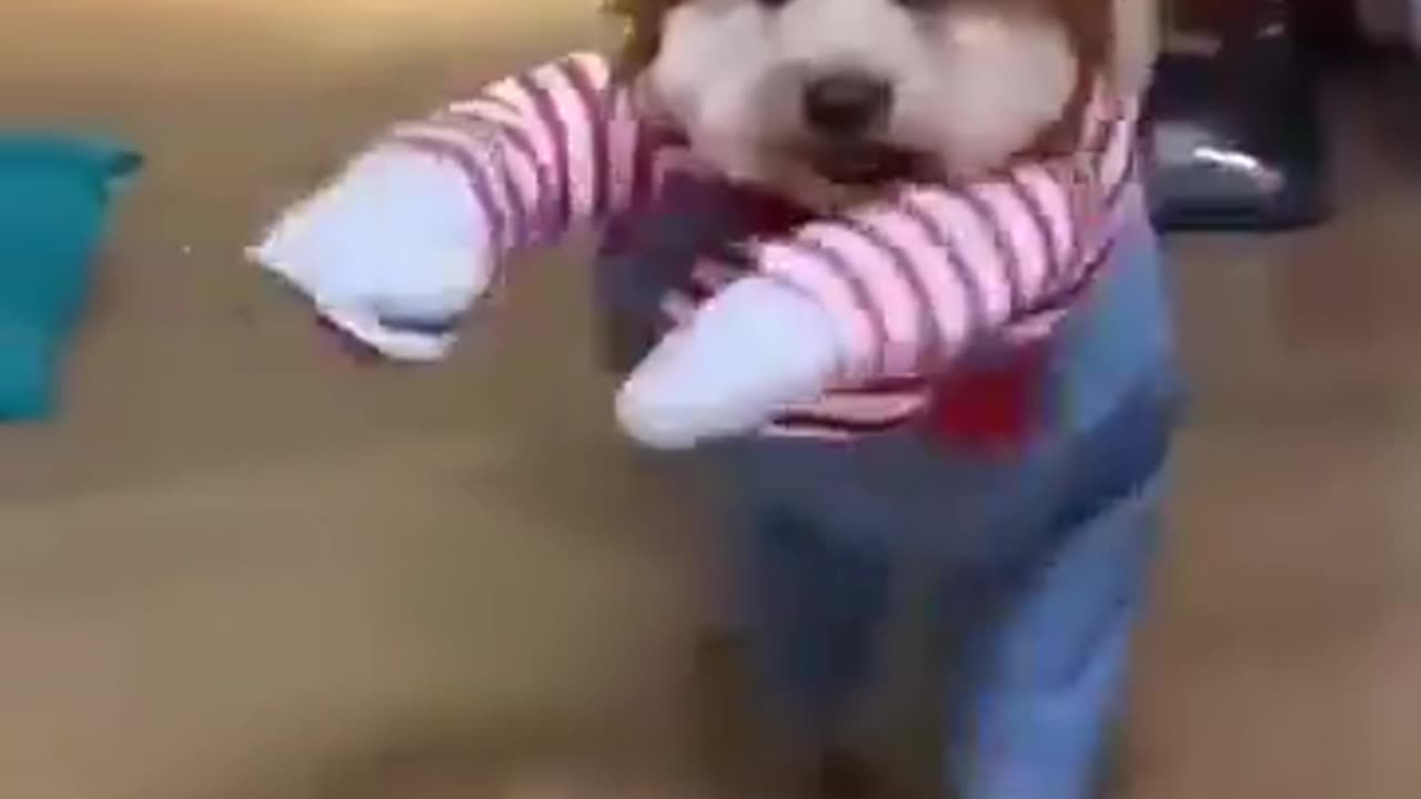 Fun with Deadly Doll Dog Costume