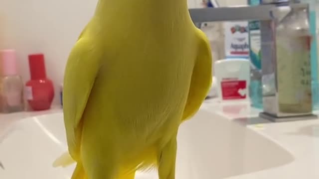 A lovely parrot