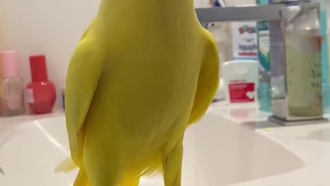 A lovely parrot