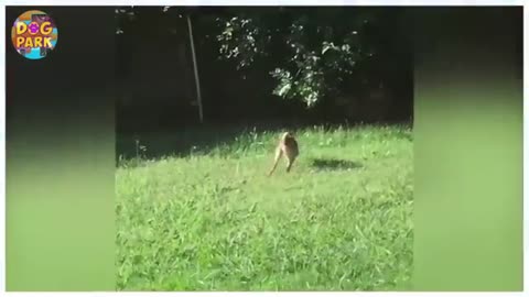 Animal video