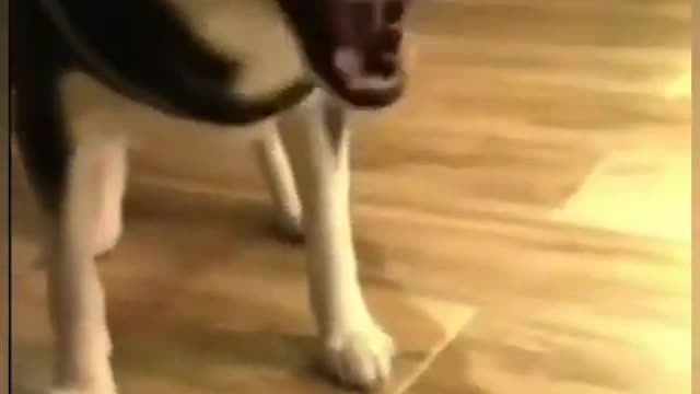 Dog reaction video
