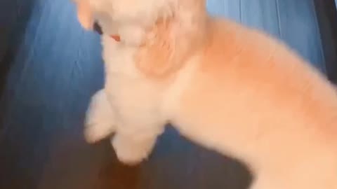 Wiggle Wiggle Wiggle!