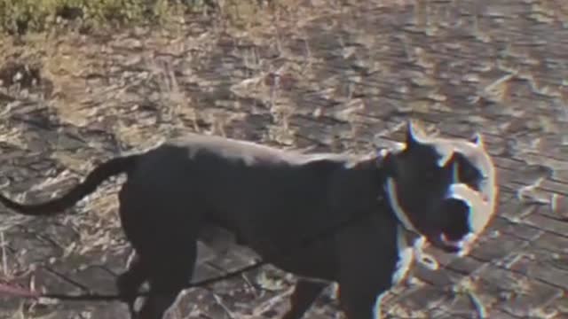 Staffordshire Terrier is the coolest dog breed