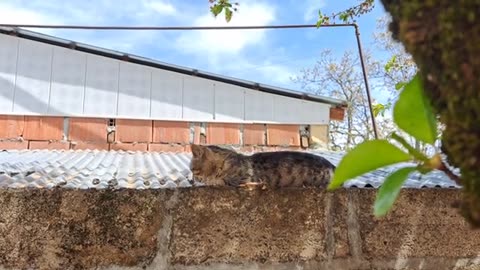 A street cat snoozes on the fence.