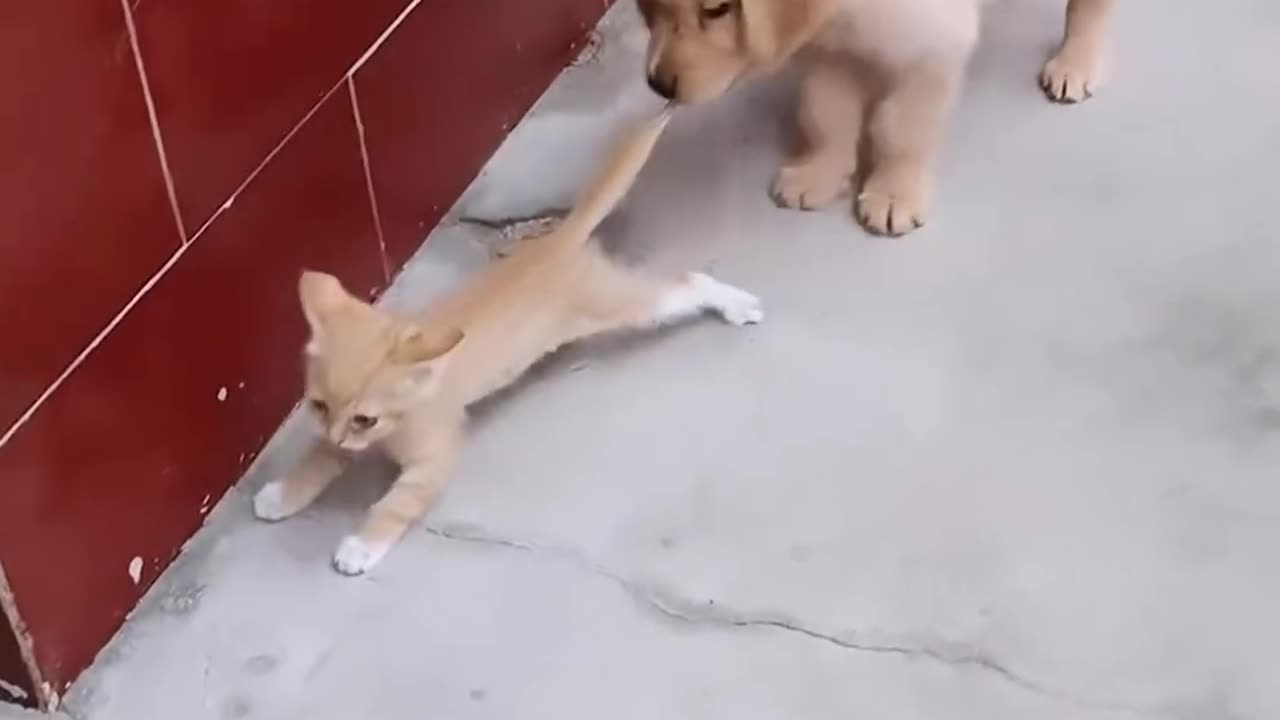 Puppy wants to play with the cat ..............